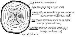Przekrój drewna jawajskiego