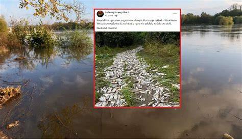 Zdjęcie martwych ryb unoszących się na powierzchni rzeki Bóbr