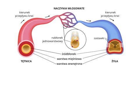 Schemat budowy przekroju węża tłocznego z zaznaczonym oplotem