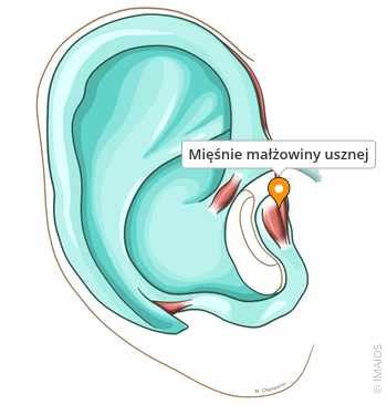 Schemat budowy małżowiny usznej z zaznaczonymi miejscami lokalizacji świerzbu