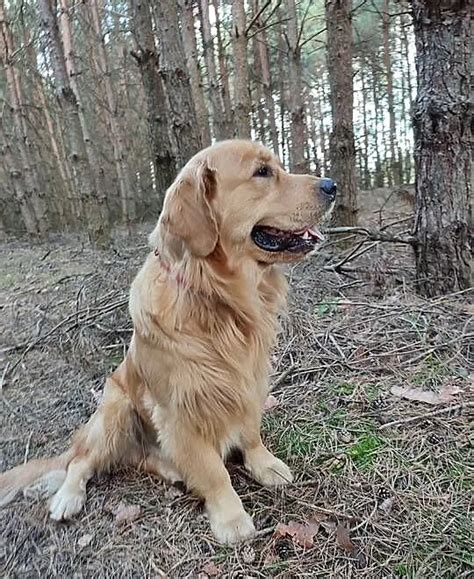 Pies rasy Retriever w akcji poszukiwawczo-ratunkowej w specjalnym uprzęży