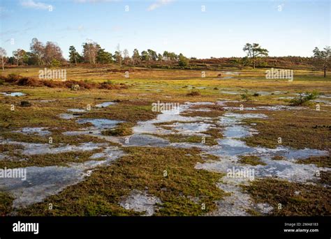 Torfowisko śródleśne (forest peat bog)