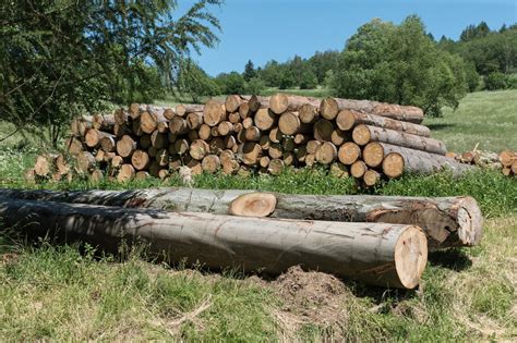 zdjęcie mokrego drewna i stosu śmieci przeznaczonych do spalenia