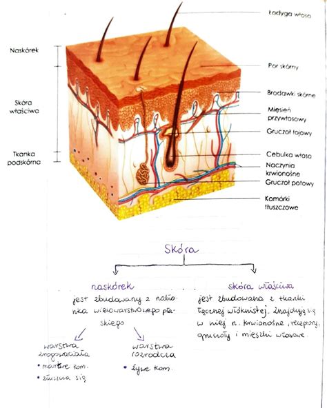 schemat przekroju buta strażackiego SPARTAN z opisem warstw i elementów ochronnych