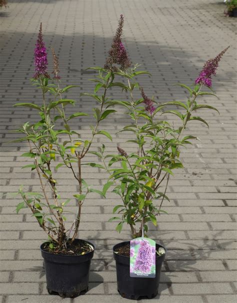 projekt nasadzeń krzewów budleja dawida