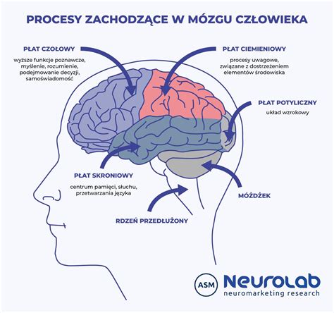 schemat mózgu i aktywności podczas snu, ilustrujący paraliż senny