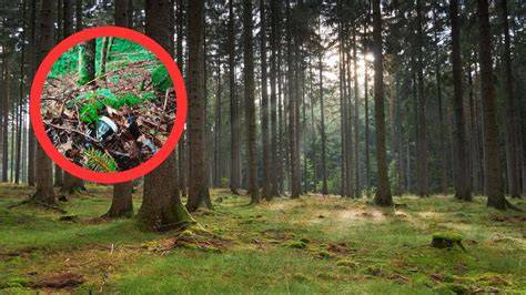 zdjęcie spalonego młodego lasu, ukazujące skalę zniszczeń
