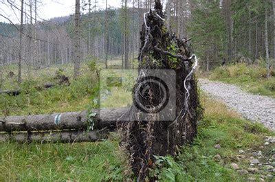 Płonące wiekowe drzewo na szlaku turystycznym w Karkonoszach