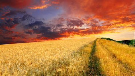 Zdjęcie płonącego pola zboża z unoszącym się dymem