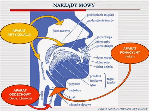 Grafika przedstawiająca sekwencję ćwiczeń narządów mowy: język przesuwający się po podniebieniu, wargi tworzące 