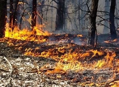 Tematyczne zdjęcie lasu, na którym widoczne są ślady suszy lub zagrożenia pożarowego
