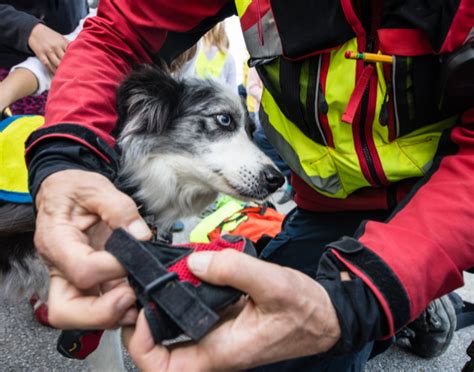 pies ratowniczy pracujący na gruzowisku
