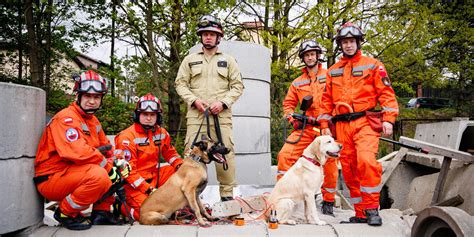 schemat podziału psów ratowniczych na specjalizacje