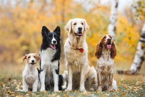 galeria zdjęć psów różnych ras pracujących w ratownictwie