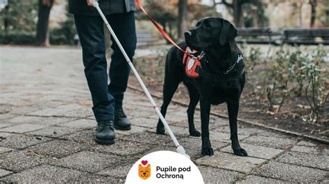 pies z przewodnikiem podczas ćwiczeń poszukiwawczych