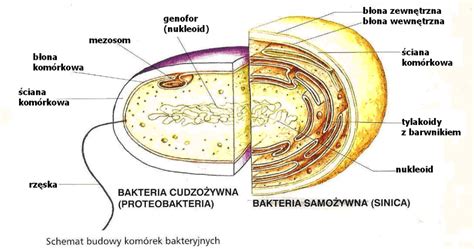 schemat budowy bakterii gronkowca złocistego