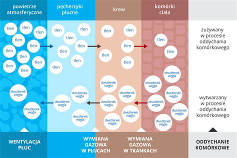 infografika przedstawiająca mechanizm działania tlenku węgla w organizmie człowieka oraz zasady montażu czujek czadu w mieszkaniach