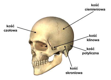Grafika ostrzegawcza z symbolem czaszki i krzyżujących się kości na tle akwarium z martwymi rybami