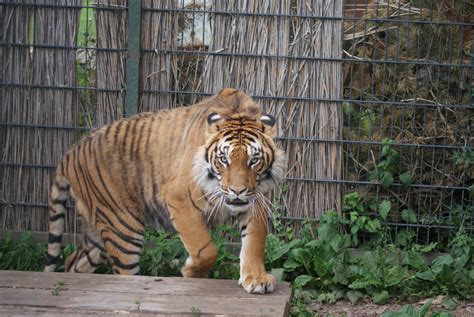 zdjęcie lwa Borysa w ZOO Farma Łączna