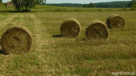 Spalone bele słomy po akcie podpalenia