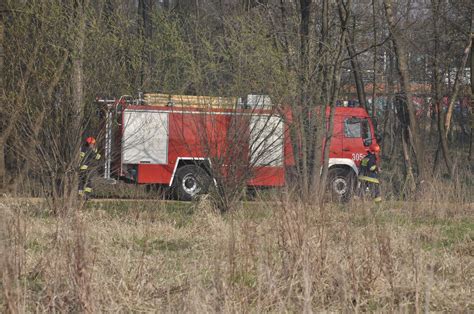 Zdjęcie wypalonych wozów strażackich w zniszczonym lesie