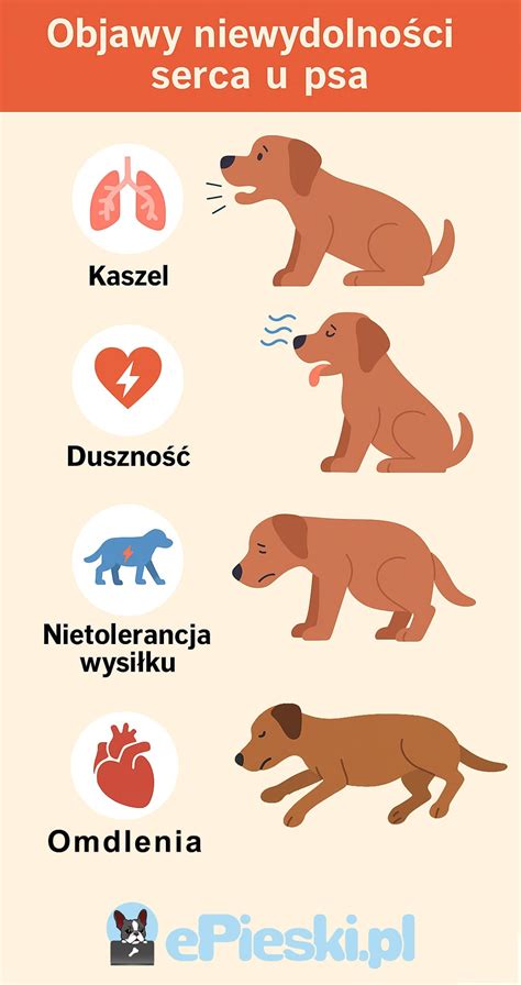 Zdjęcie psa Negro lub infografika przedstawiająca niebezpieczeństwo kłosa dla zwierząt