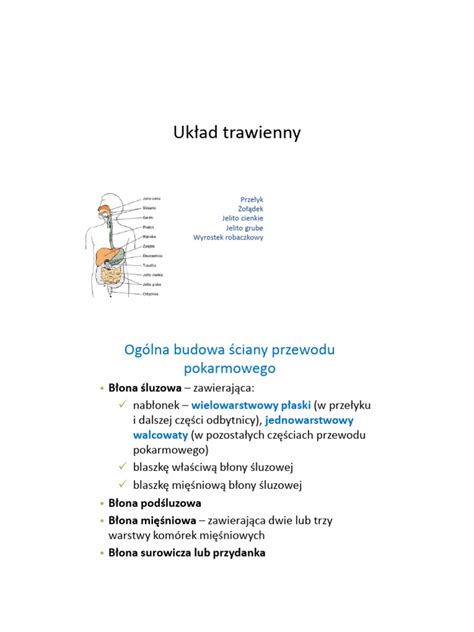 Infografika przedstawiająca ludzki układ trawienny z zaznaczonymi miejscami powstawania i gromadzenia się gazów (żołądek, jelito cienkie, jelito grube) oraz symbolami bakterii jelitowych.