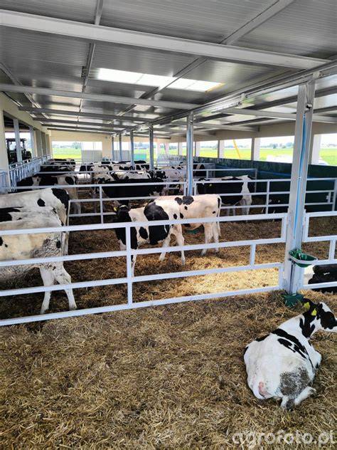 Zdjęcie pogorzeliska obory w Rzepiskach