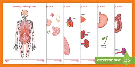 schematyczny przekrój ciała człowieka z zaznaczonymi miejscami potencjalnego zapłonu