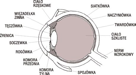 rysunek przekroju oka z zaznaczonymi miejscami potencjalnych zapaleń (rogówka, twardówka, błona naczyniowa)