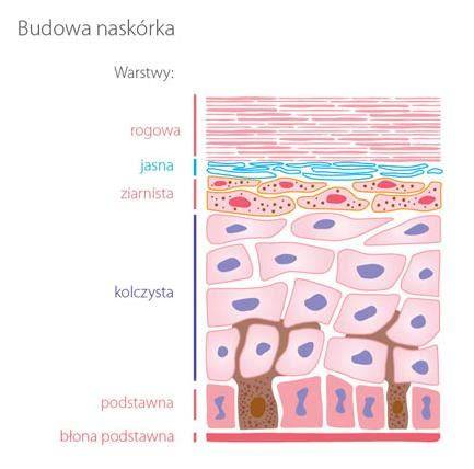Schemat budowy skóry z zaznaczonymi warstwami: naskórkiem i skórą właściwą