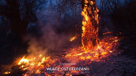 Słynny kadr ze spalonego lasu z komiksu 