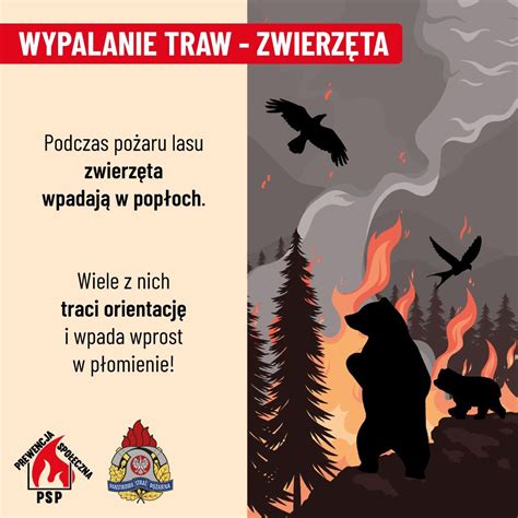 Wolontariusz ratujący zwierzęta z dymu pożaru lasu