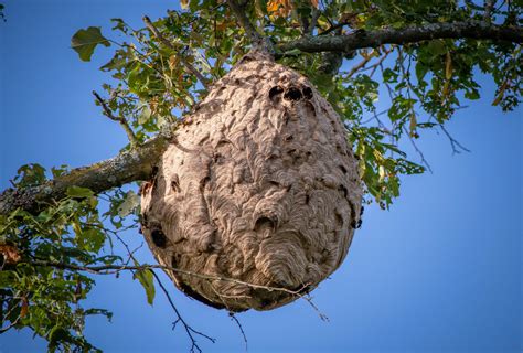 Zdjęcie strażaka w kombinezonie ochronnym usuwającego gniazdo szerszeni