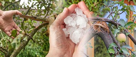 zdjęcie sadu z uszkodzonymi przez przymrozki owocami