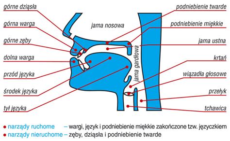 Schemat ułożenia ust podczas artykulacji głosek 's' i 'sz'