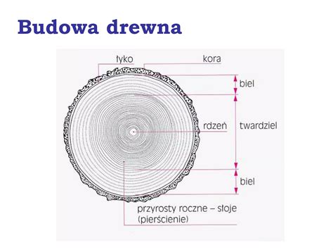 Graficzna prezentacja procesu pirolizy drewna i powstawania warstwy zwęglonej.