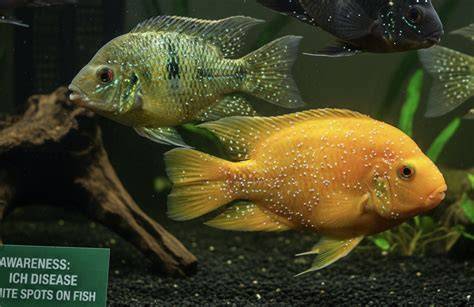 Thematic photo of an aquarium with fish, some showing small white spots typical of ich