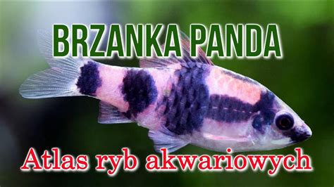 Ryba akwariowa z widocznymi białymi plamkami ospy rybiej na ciele i płetwach