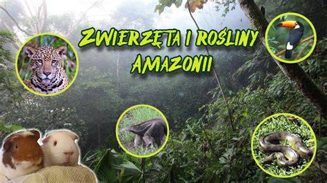 Infografika przedstawiająca ekosystem Amazonii: zwierzęta, rośliny, rzeki i ich znaczenie