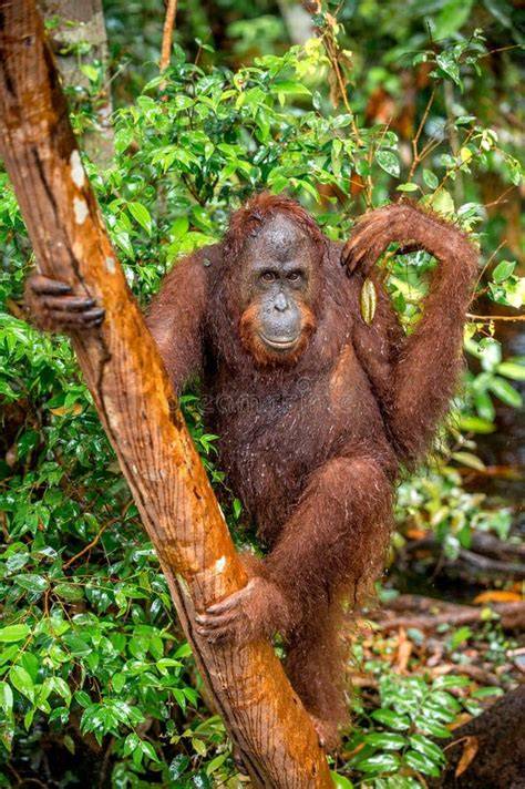 Zdjęcie orangutana w zniszczonym środowisku lub na drzewie