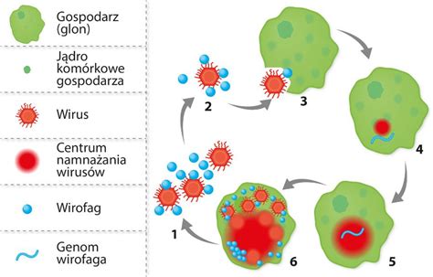 Schemat cyklu życia wirusa Varicella-zoster