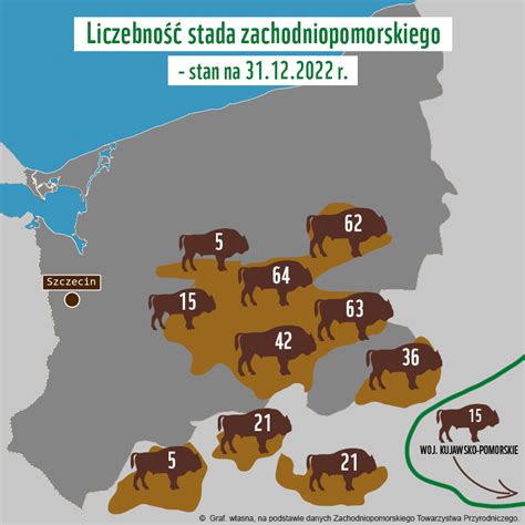 infografika przedstawiająca populację żubrów w Polsce oraz główne zagrożenia dla gatunku