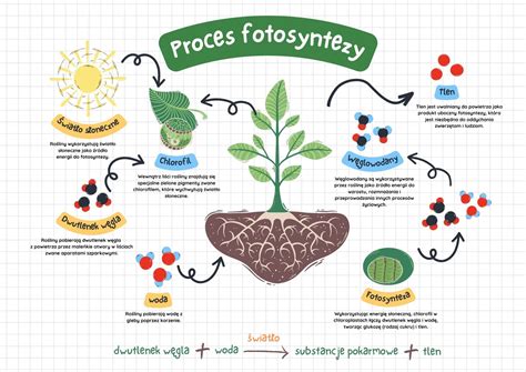 infografika przedstawiająca proces fotosyntezy i pochłaniania CO2 przez lasy