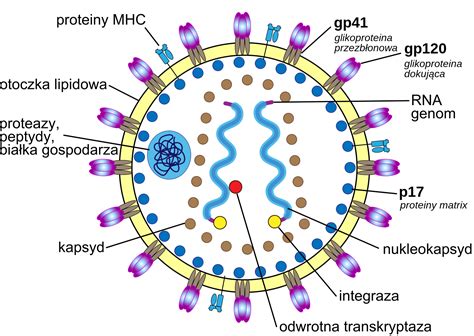 Schemat budowy wirusa Variola, należącego do rodziny Poxviridae, podkreślający jego unikalną ceglastokształtną strukturę.