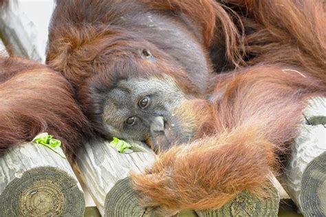 zdjęcie spalonej małpiarni w zoo Krefeld