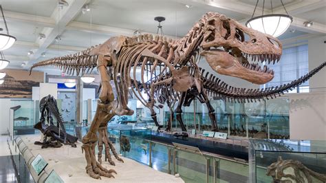 Dinosaur skeleton or fossil discovery in a cave, possibly with a train in the background