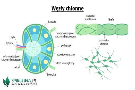 Schemat przedstawiający układ odpornościowy i węzły chłonne