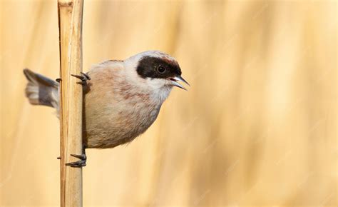 Thematic photo of a Remiz pendulinus bird