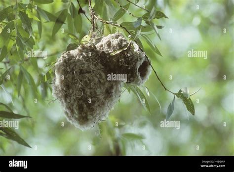 Photo of a Remiz nest hanging from a branch